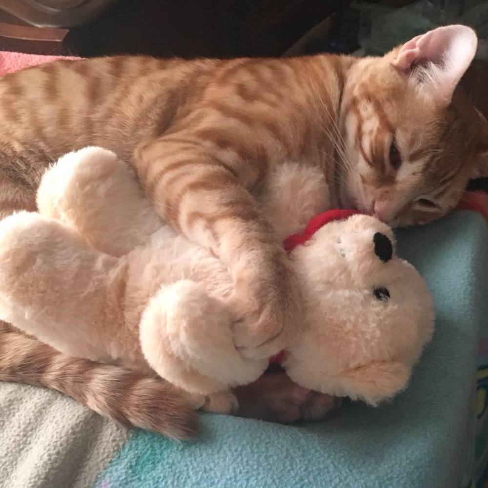 Meet your Posher, Amber